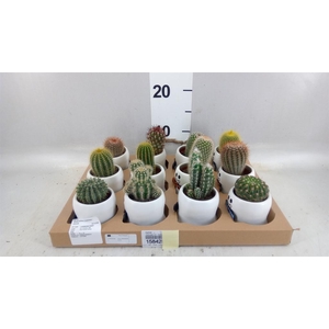 Cactus   ...