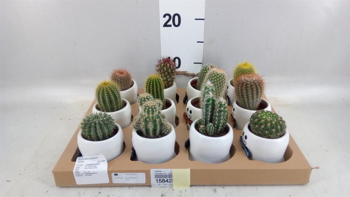 <h4>Cactus   ...</h4>