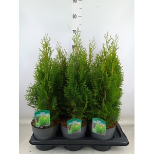 Thuja occid. 'Smaragd'
