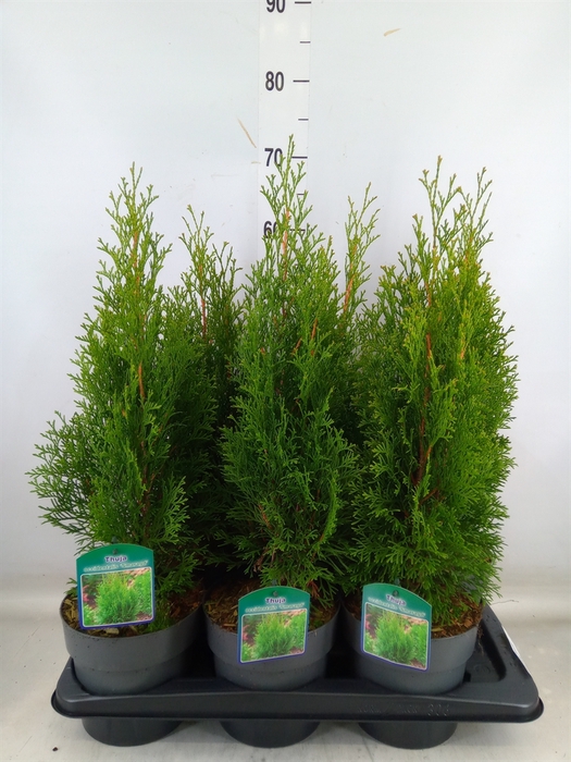 <h4>Thuja occid. 'Smaragd'</h4>
