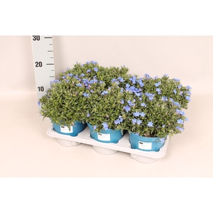 Lithodora diffusa Blue