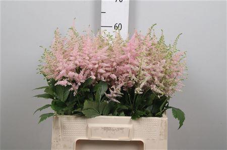 <h4>Astil Ja Europa</h4>