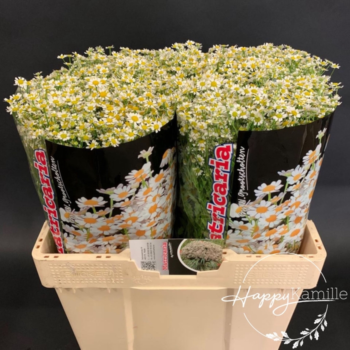 <h4>TANACETUM PARTH. 'SINGLE VEGMO'</h4>