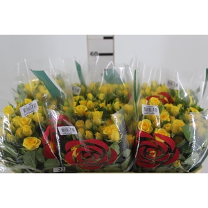 ROSA SPRAY SUNTAN 060 CM