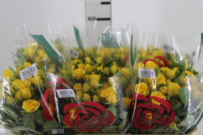 <h4>ROSA SPRAY SUNTAN 060 CM</h4>