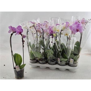 Phal El Cascade 1 Branche 8+