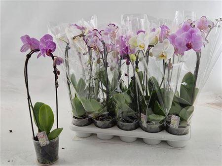 <h4>Phal El Cascade 1 Branche 8+</h4>