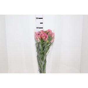 ALSTROEMERIA PRIMADONNA 080 CM