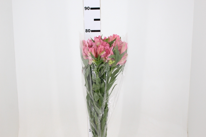 ALSTROEMERIA PRIMADONNA 080 CM