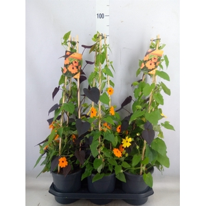 Thunbergia alata