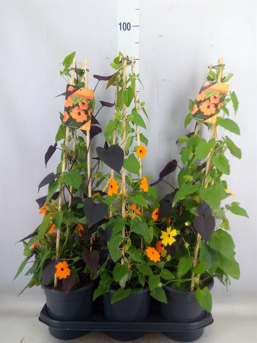 <h4>Thunbergia alata</h4>