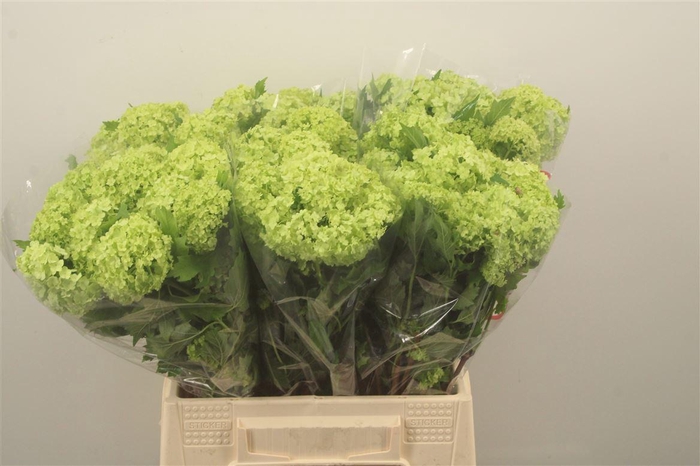 <h4>Viburnum Roseum St X60</h4>