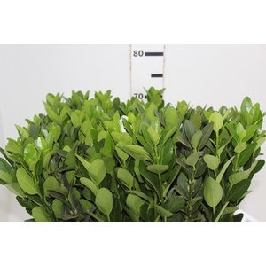 FOLHAGEM IVONE VERDE
