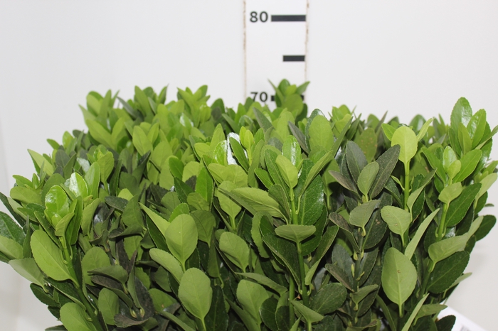 <h4>FOLHAGEM IVONE VERDE</h4>