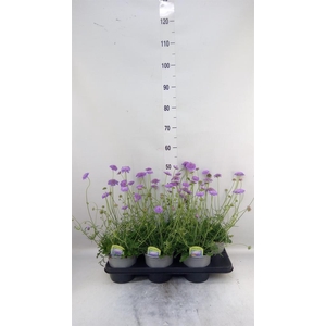 Scabiosa columb. 'Blue Eyes'