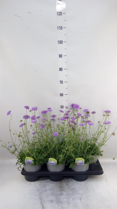 <h4>Scabiosa columb. 'Blue Eyes'</h4>