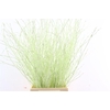 Berk 70cm Mintgroen Pbs
