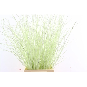 Berk 70cm Mintgroen Pbs