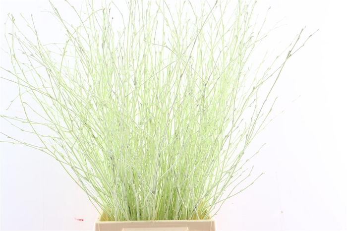 Berk 70cm Mintgroen Pbs