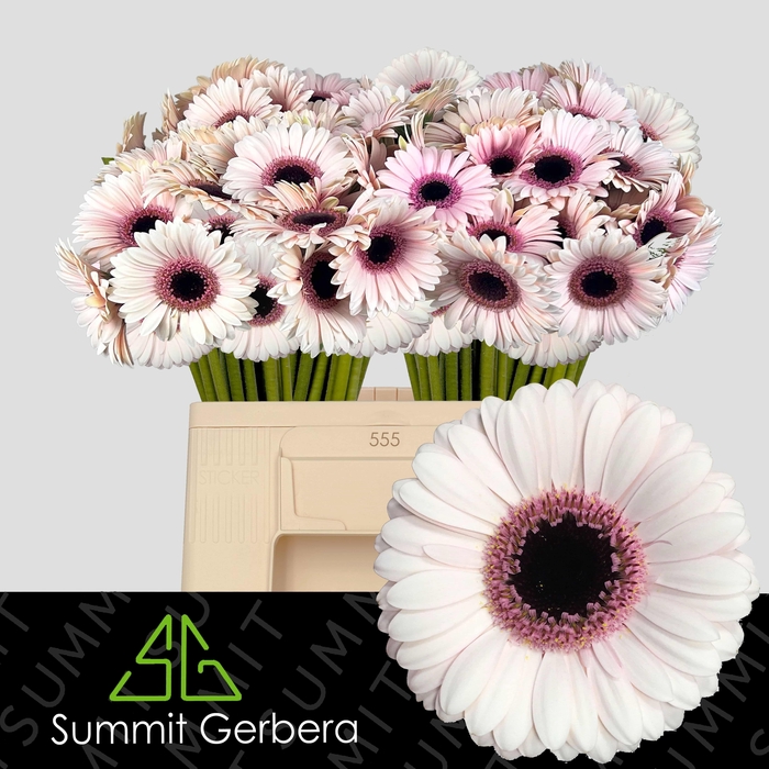 <h4>Germini Abby Lou Water/Hoes x80</h4>