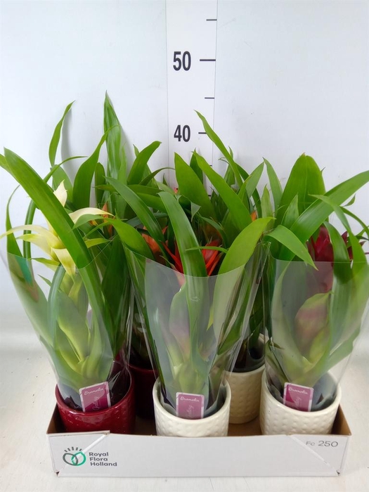 <h4>Guzmania   ...mix</h4>