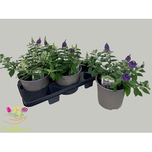 BUDD BFC LITT PURPLE
