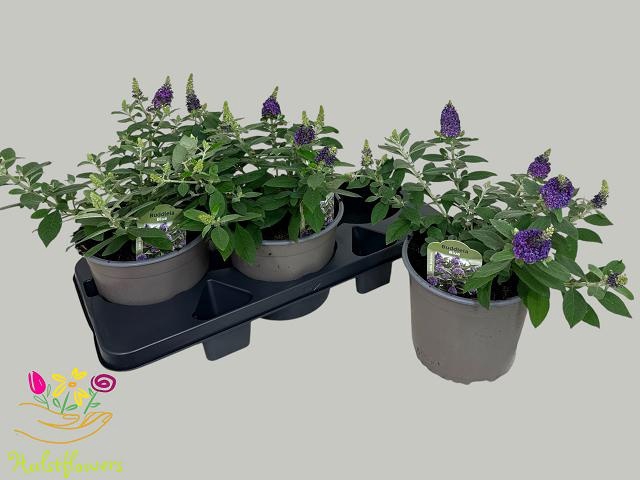 <h4>BUDD BFC LITT PURPLE</h4>