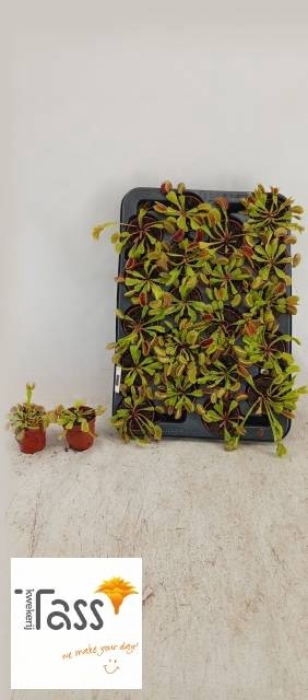 <h4>DIONAEA MUSCIPULA</h4>