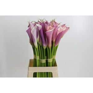 Zantedeschia Eydolls Purple White