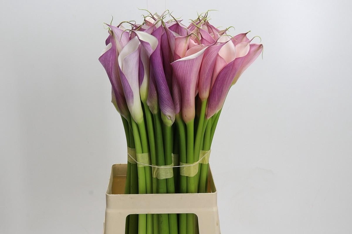 Zantedeschia Eydolls Purple White