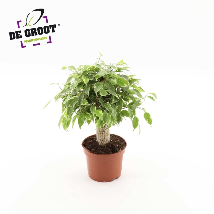 <h4>Ficus benjamina Kinky jute stam</h4>