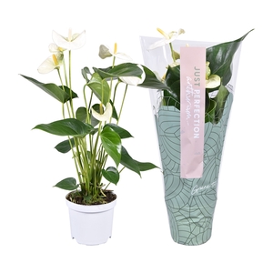 Anthurium Sharada white ''Just perfection®'' (XL-Flowers)