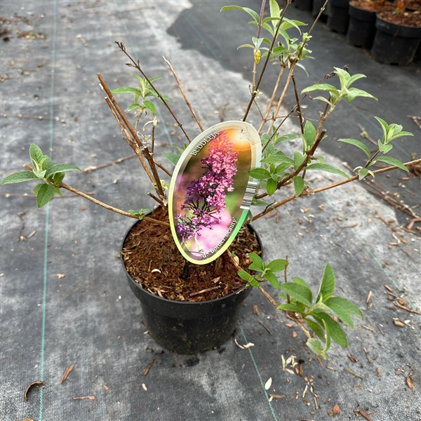 <h4>Buddleja dav. 'Border Beauty'</h4>