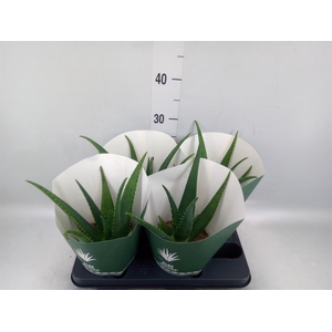 Aloe  'Equator'