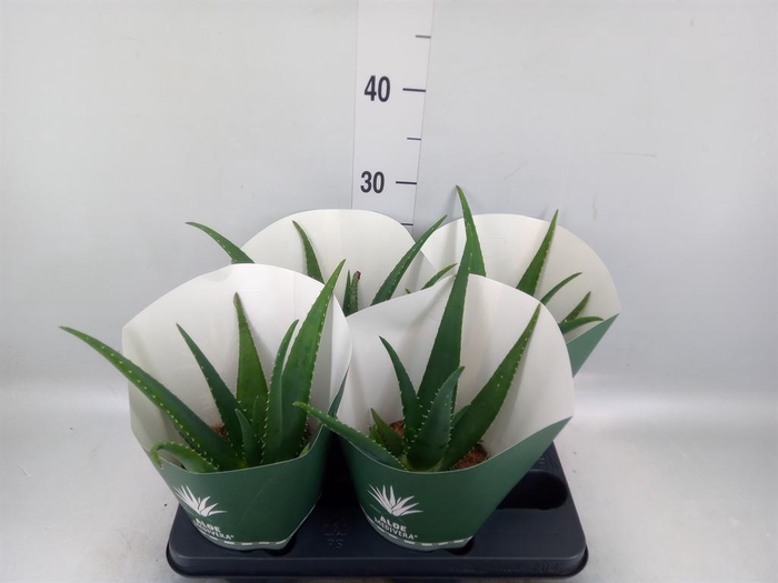 <h4>Aloe  'Equator'</h4>