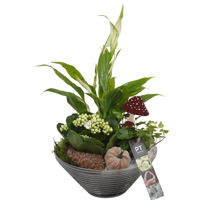 <h4>Arr.   Planten L%</h4>