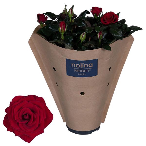 <h4>Rosa Patiohit Red Paper Sleeve</h4>