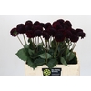 Dahlia Black Lars