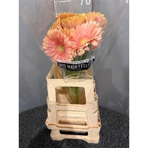 Ge Gr Carlita Salmone