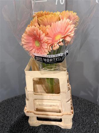 <h4>Ge Gr Carlita Salmone</h4>