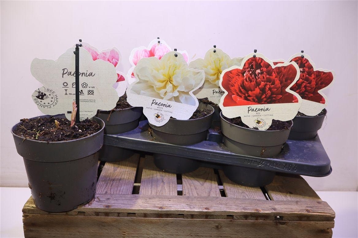 <h4>Paeonia L Gem</h4>