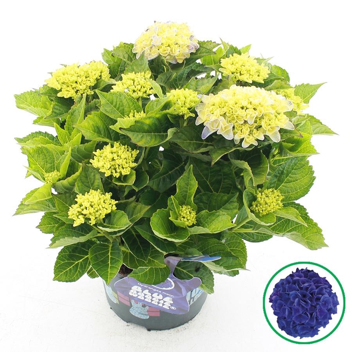 <h4>Hydrangea macr. Music Collection® 'Blue Boogiewoogie'® C5 (23cm.) Kn.</h4>
