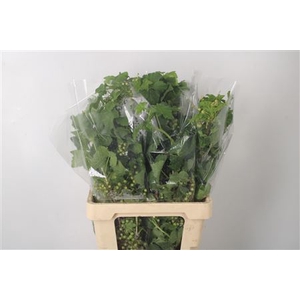 Ribes Per Bunch