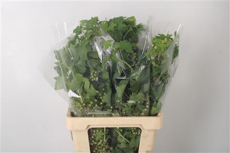 <h4>Ribes Per Bunch</h4>