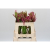 Nerine Mix