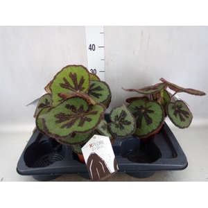 Begonia BD masoniana 'Mountain'