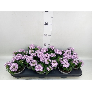 Verbena  'Drums Umbrella'