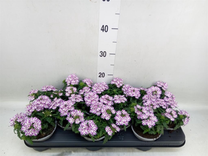 <h4>Verbena  'Drums Umbrella'</h4>