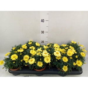 Argyranthemum  'La Rita Yellow'