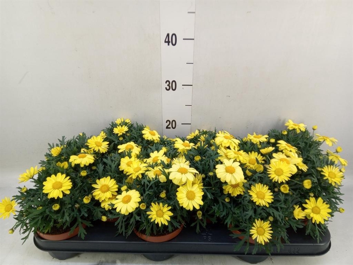 <h4>Argyranthemum  'La Rita Yellow'</h4>